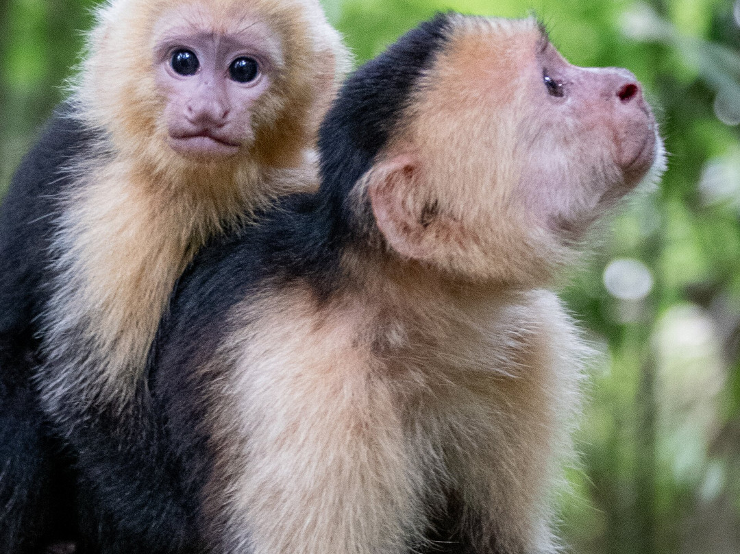 Manuel Antonio Expeditions-哥斯达黎加安东尼奥国家公园必去景点