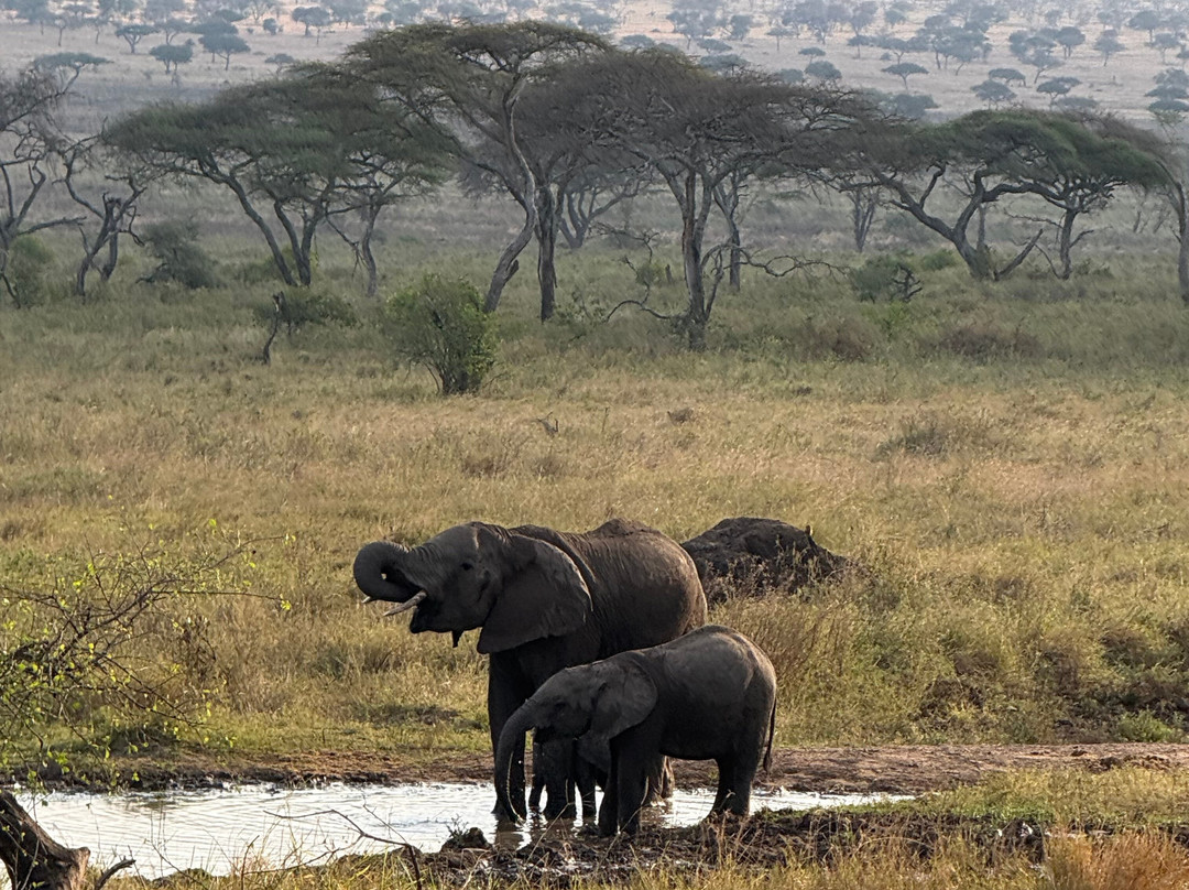 East Africa Adventure Tours and Safaris-马赛马拉国家野生动物保护区必去景点