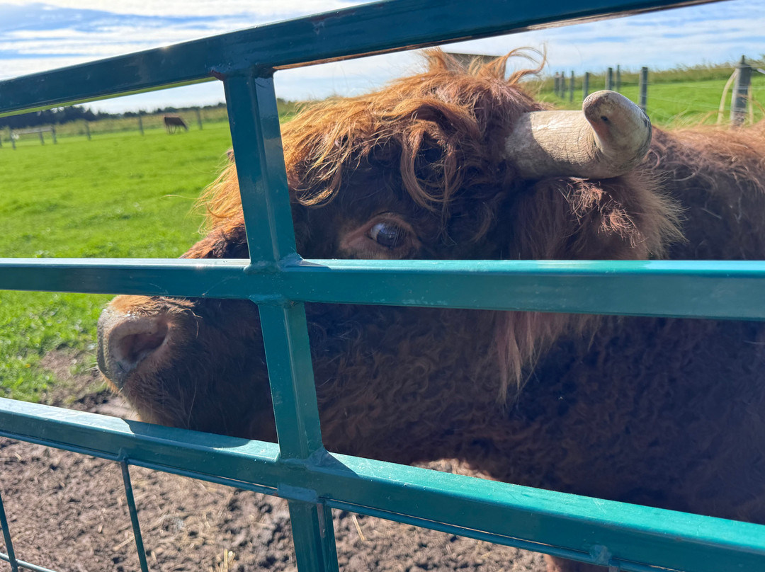 Udderly Ridiculous Farm Life-Blandford-Blenheim必去景点