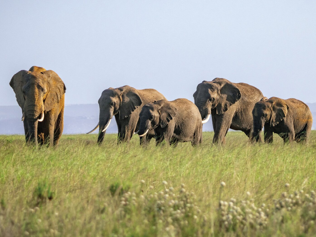 Botlierskop Private Game Reserve-莫塞尔贝必去景点