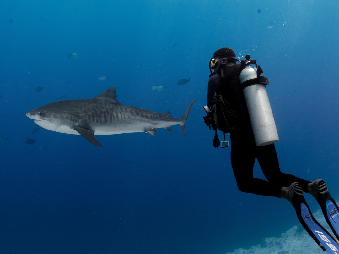 Fuvahmulah Scuba Club主图