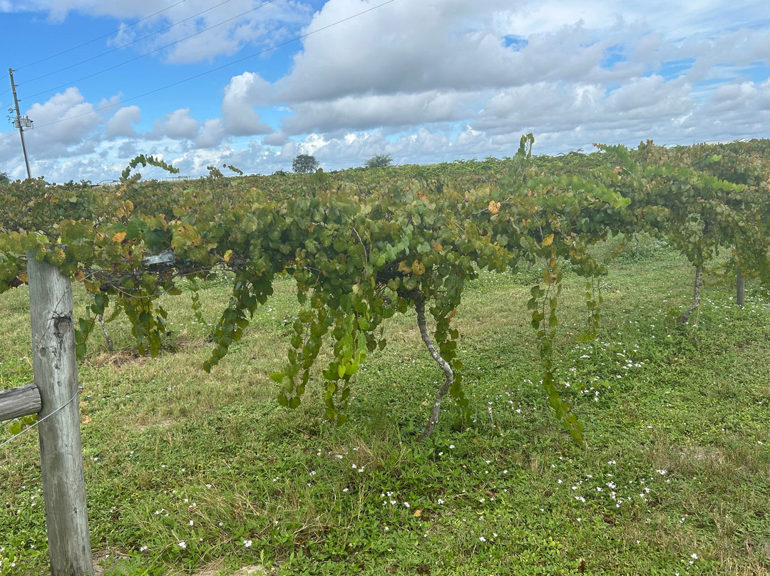 Tropical Winery