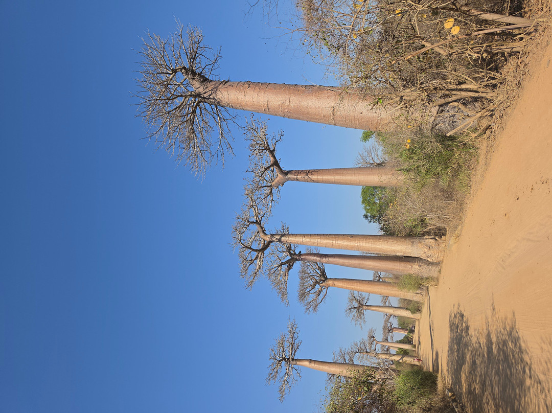 Avenue of the Baobabs-Morondava必去景点