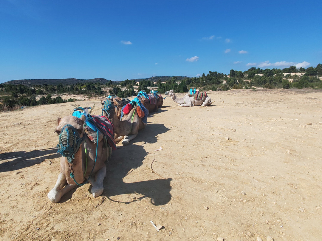 Hammamet Beach主图