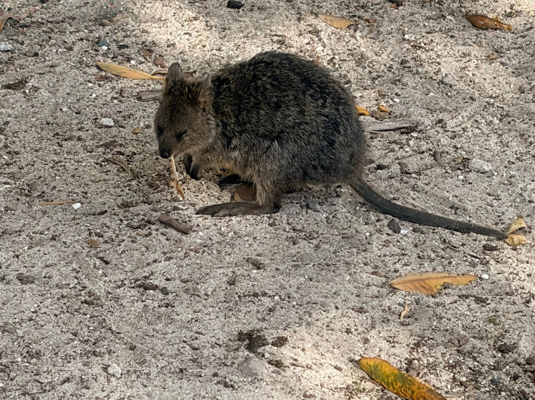 Rottnest Island Visitor Centre-罗特尼斯岛必去景点