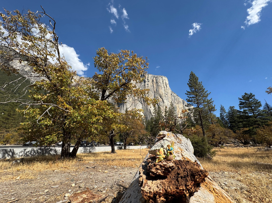 Yosemite Private Tours-Wawona必去景点