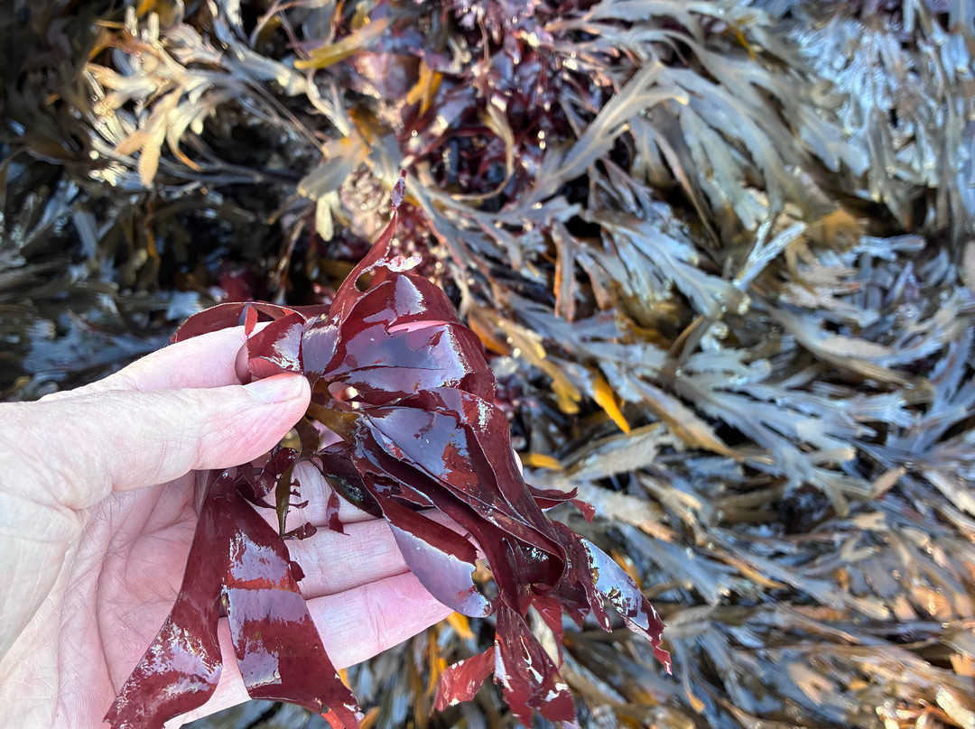 East Neuk Seaweed-St Monans必去景点