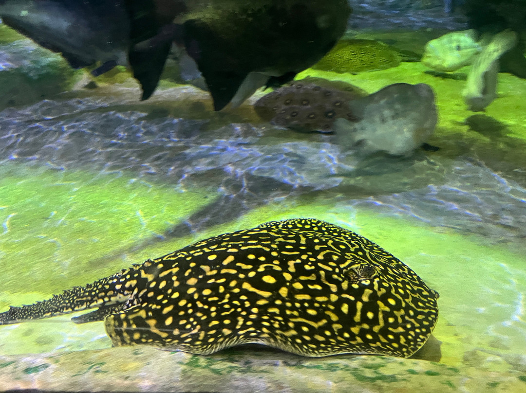 The National Aquarium Abu Dhabi-阿布扎比必去景点