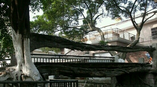 树生桥-佛山市必去景点