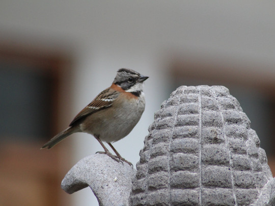 Kenti's Home Ollantaytambo