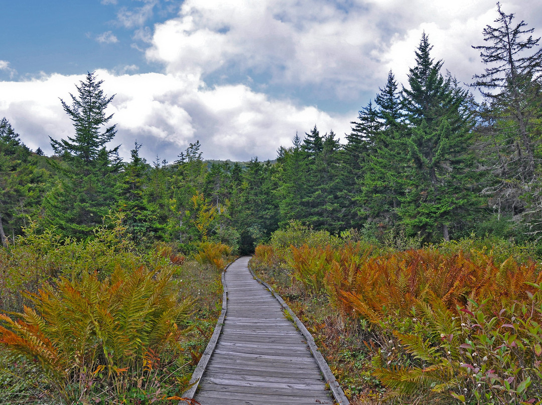 Cranberry Glades Botanical Area景点图片