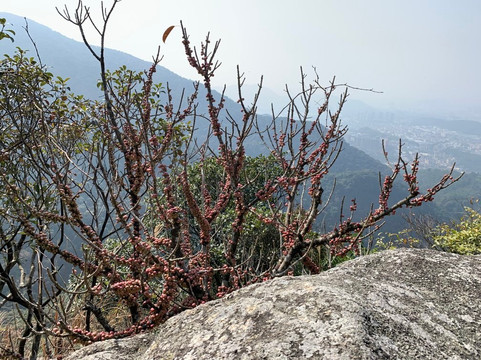 园山风景区-深圳市必去景点