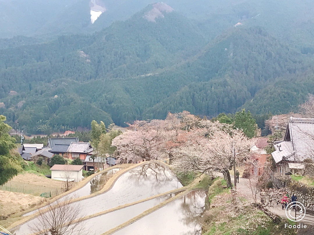 Mitake no Sakura景点图片