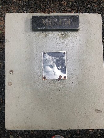 Cemiterio De Gatos-Blumenau必去景点