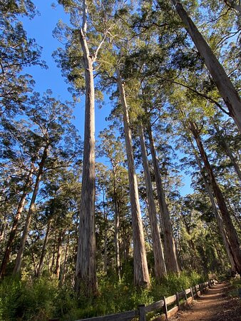Four Aces-Manjimup必去景点