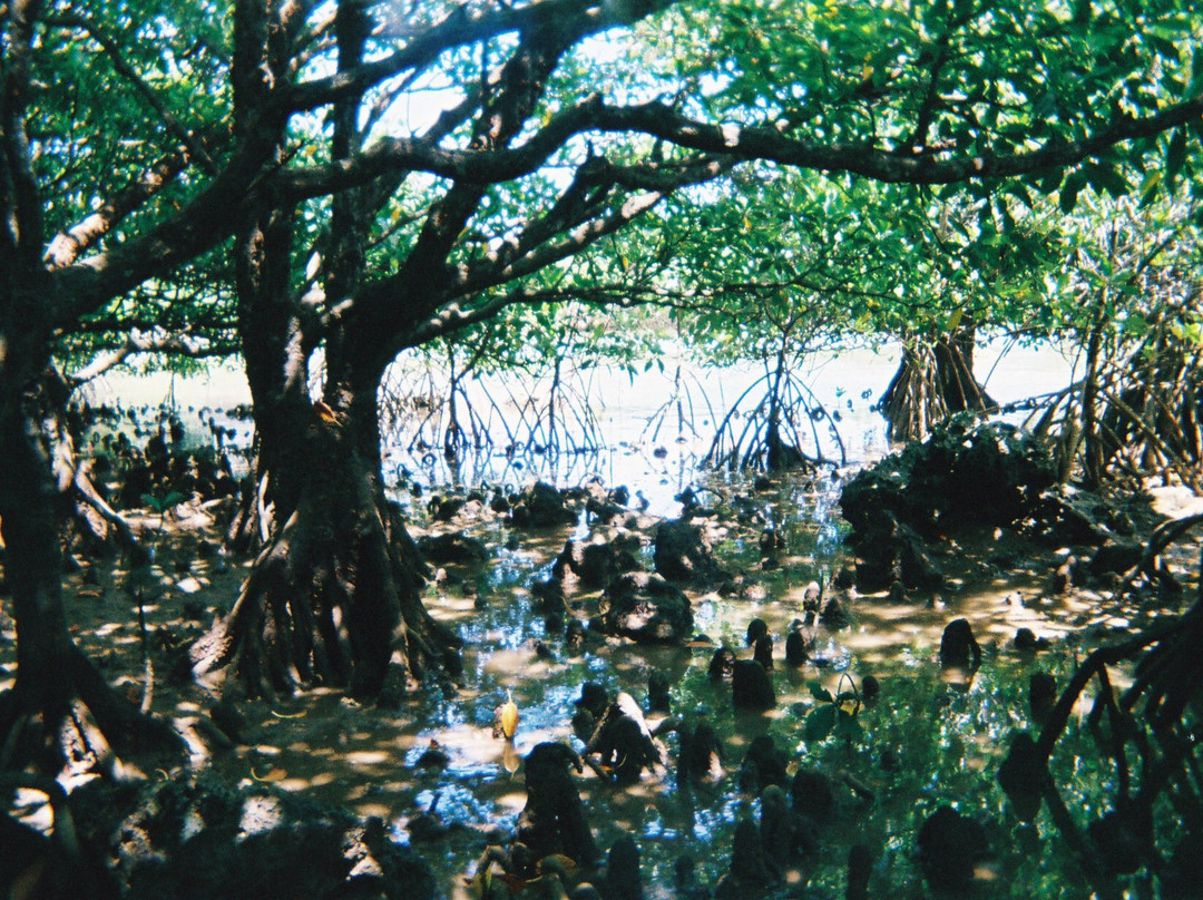 Miyara River Hirugi Grove景点图片