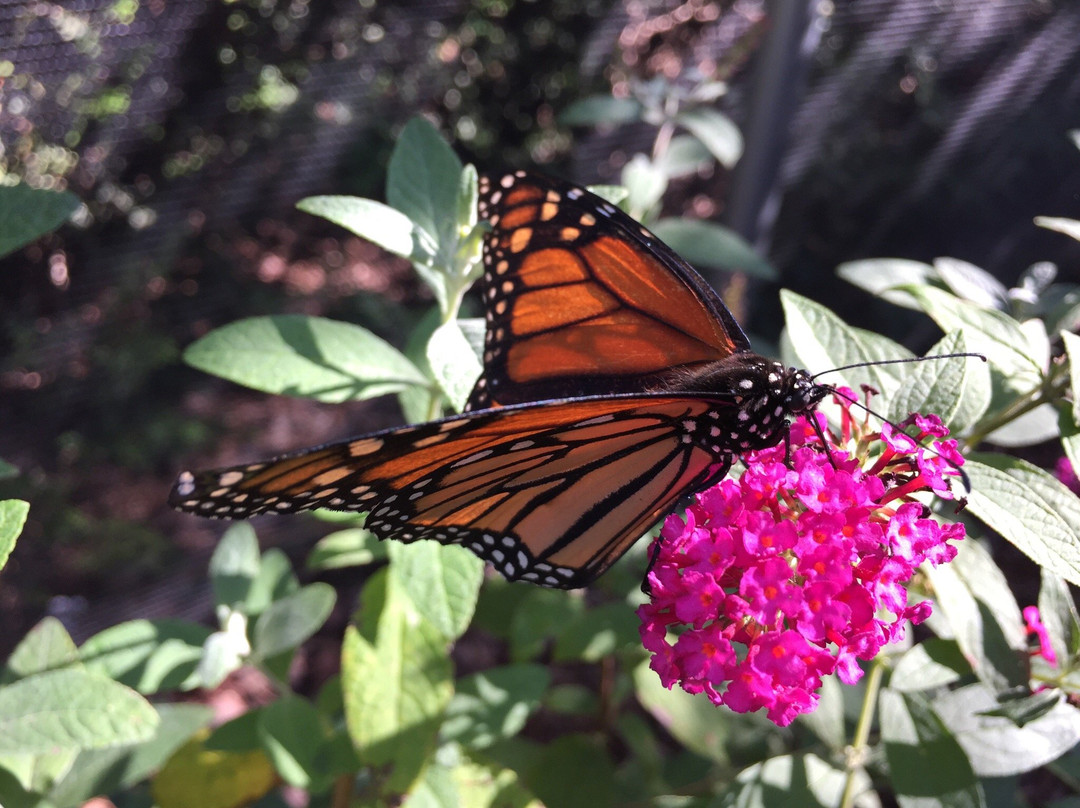 All-A-Flutter Butterfly Farm景点图片