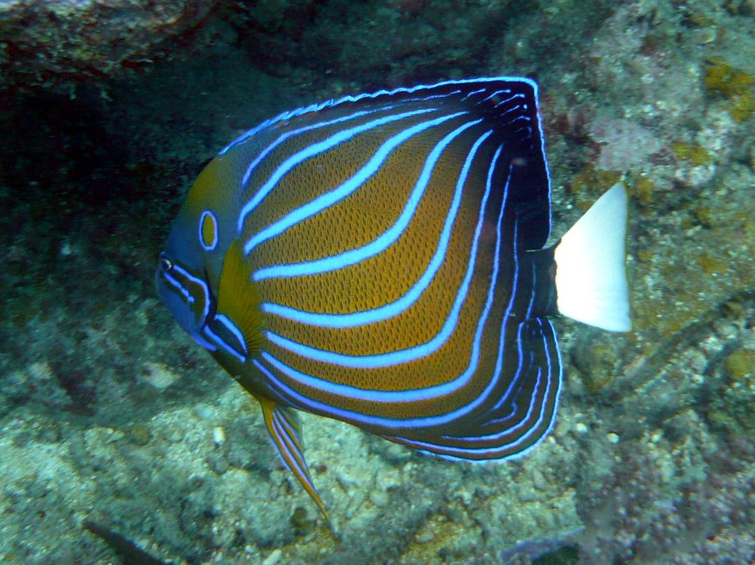 Turtle Bay Divers-小停泊岛必去景点