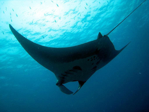 Go2Similan-库克卡克海滩必去景点