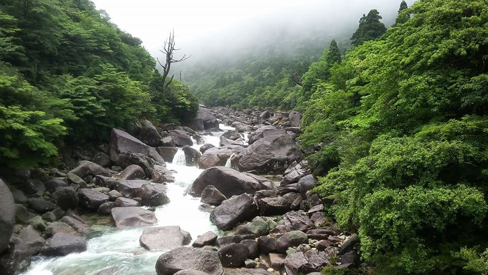 Yakusugi Land景点图片