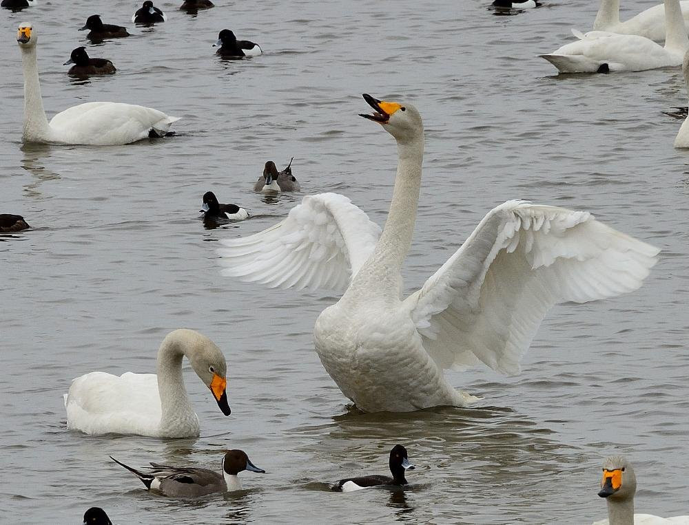 Onuma Bird House-稚内市必去景点