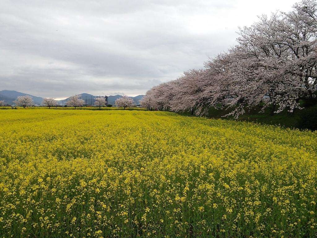 Fujiwara Ancient Palace Ruin景点图片