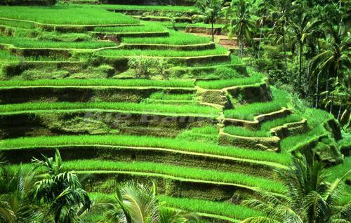 Bali Travel Deal - Private Day Tours-吉安雅必去景点