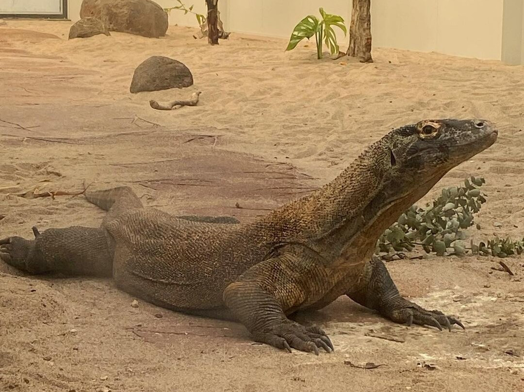 Komodo Top Holiday-科莫多必去景点
