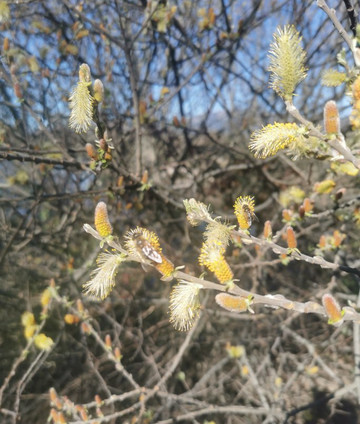 Ruta Senderismo Galapagar - San Lorenzo de El Escorial-Galapagar必去景点