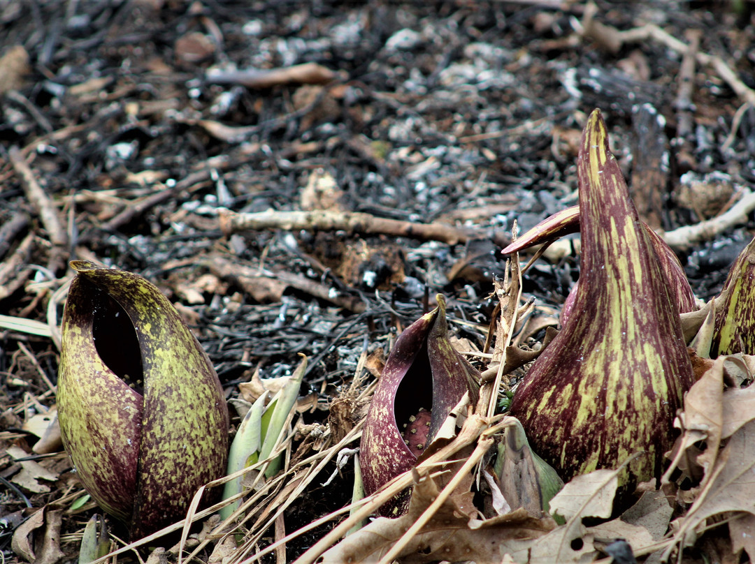 Gallagher Fen State Nature Preserve-斯普林菲尔德必去景点