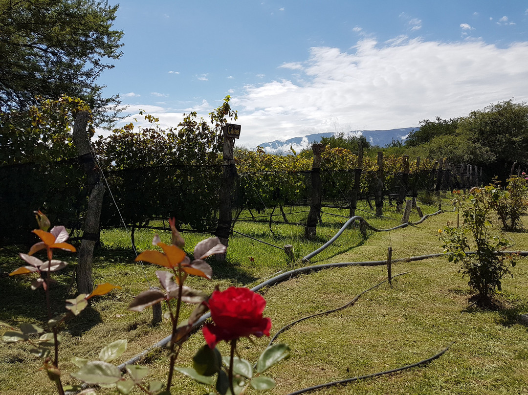 Vinedo Fraterno-梅洛必去景点