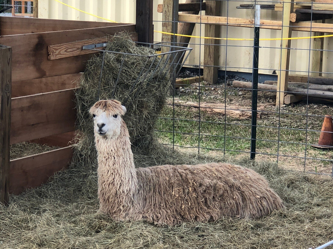 Georgia Peach World-Townsend必去景点