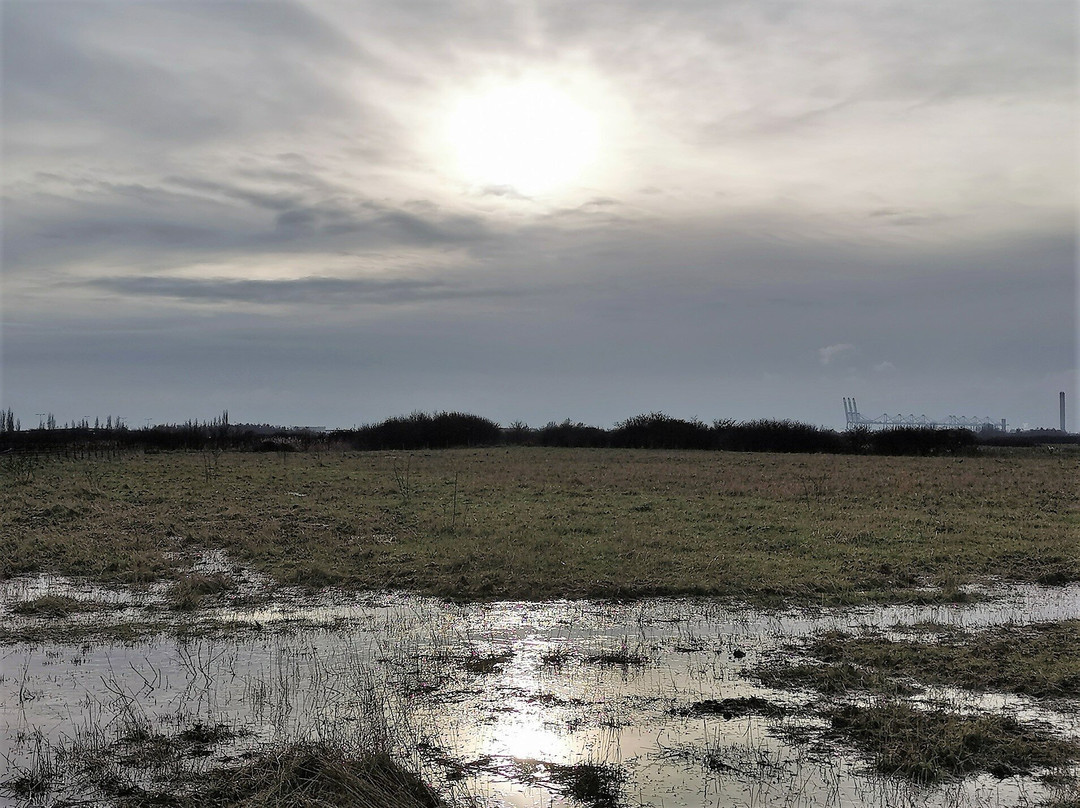 RSPB West Canvey Marsh景点图片