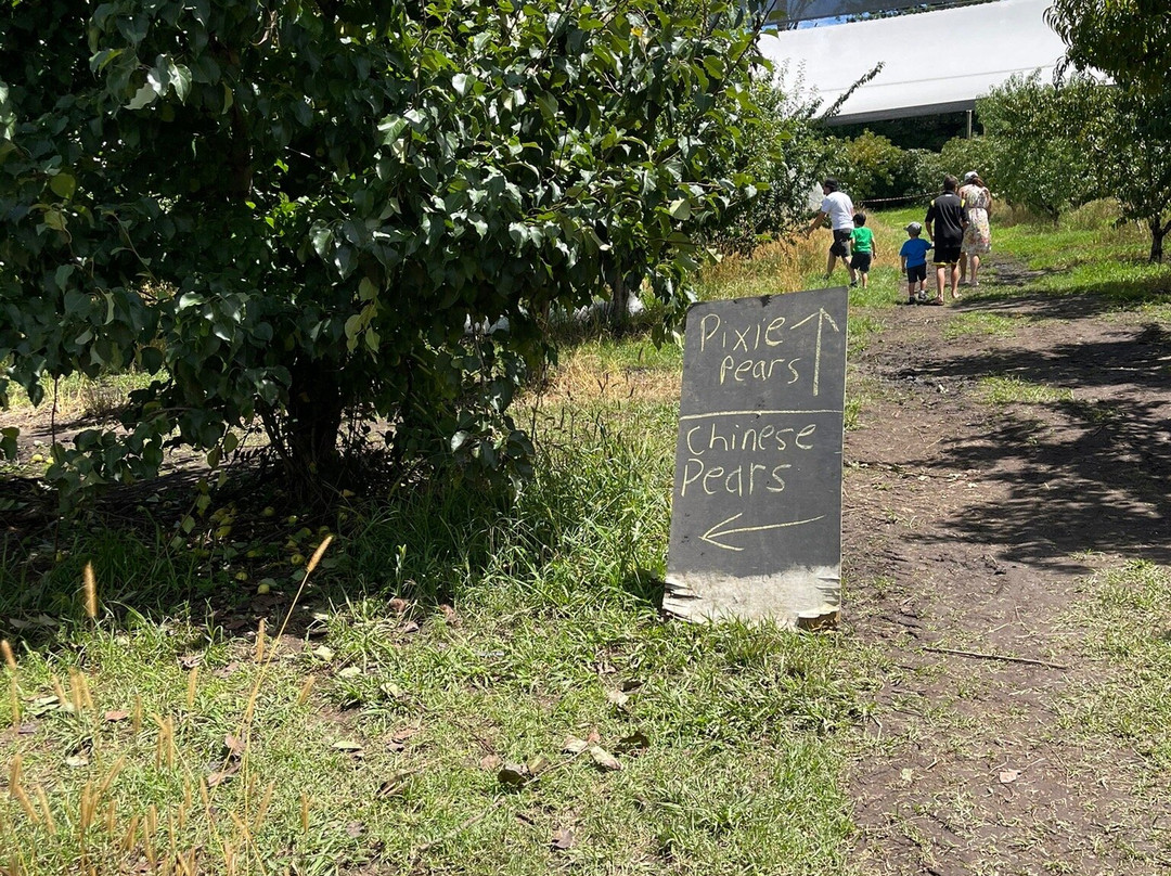 Pine Crest Orchard景点图片