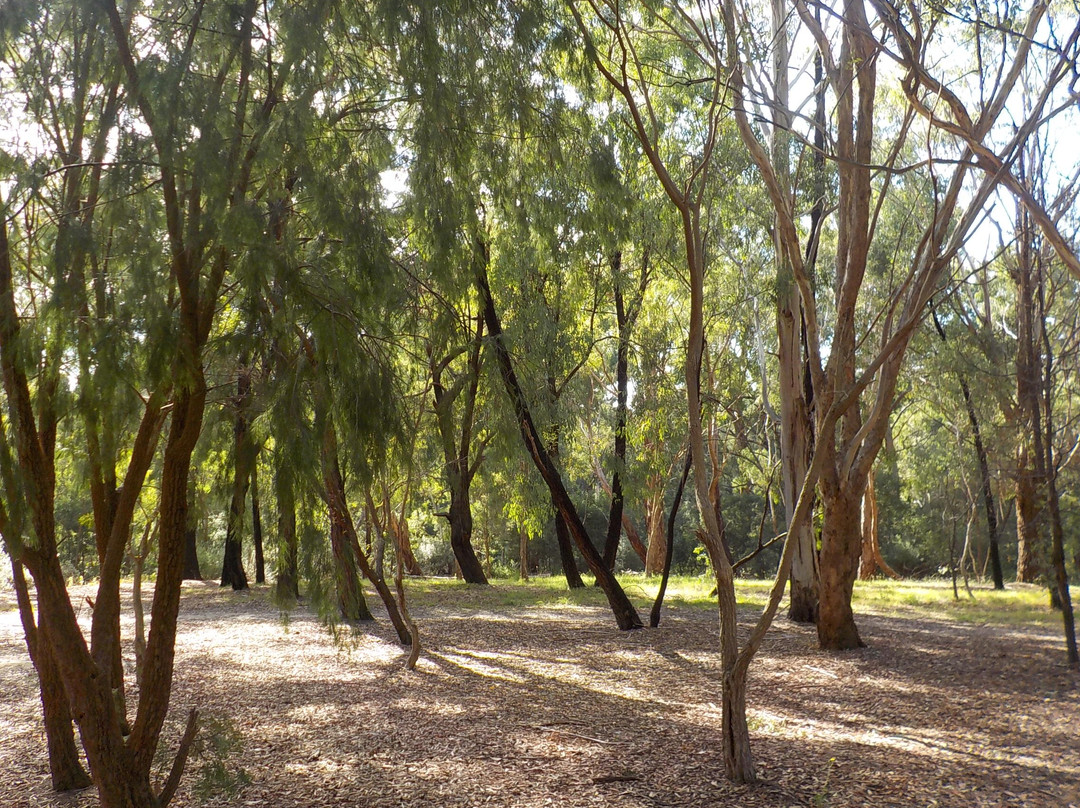 Blackburn Lake Sanctuary景点图片