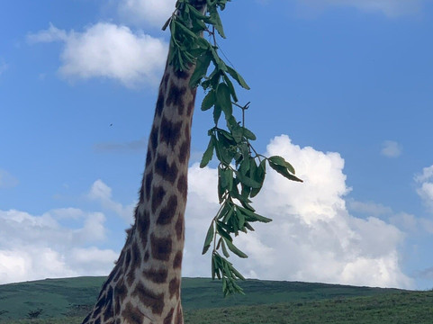 Wild Life Oasis Tours-阿鲁沙必去景点