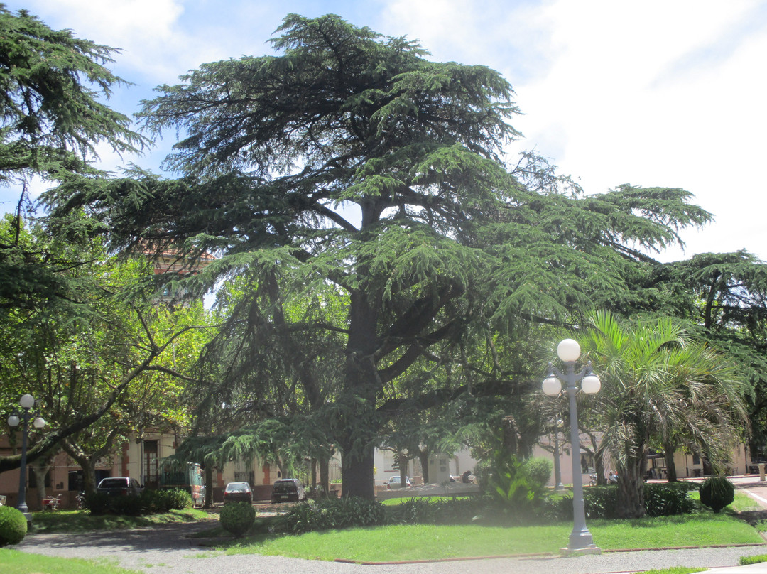 Plaza San Martín景点图片