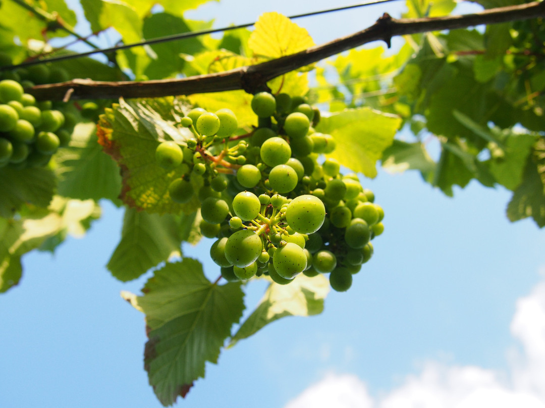 Chronów Vineyard景点图片
