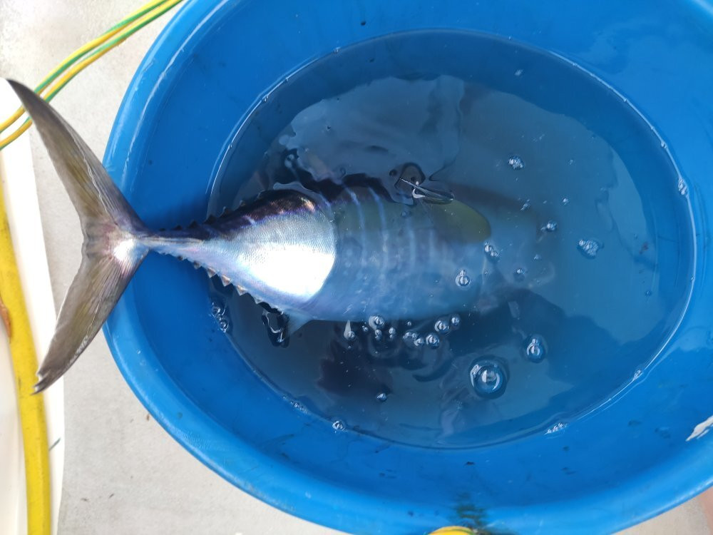 Amphitrite Balade en Mer : Dauphins et Pêche-Case-Pilote必去景点