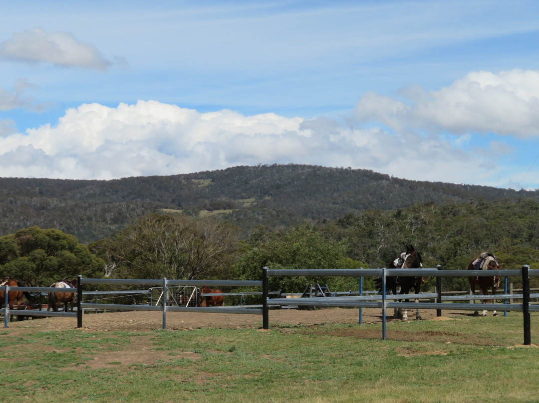 Thredbo Valley Horse Riding景点图片