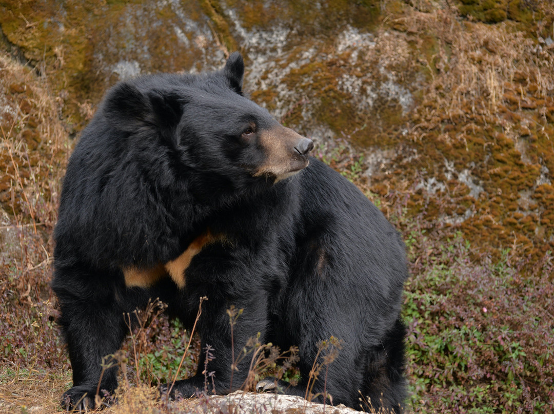 Mahananda Wildlife Sanctuary景点图片