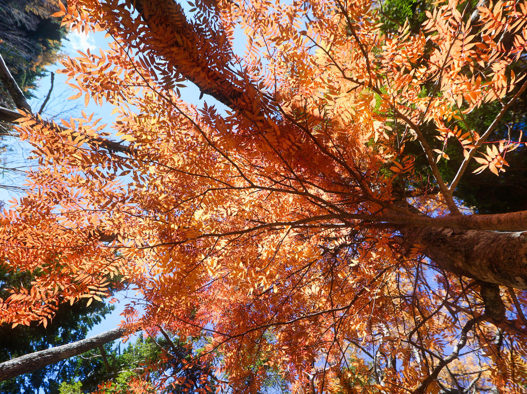 Okuniwa Nature Park景点图片