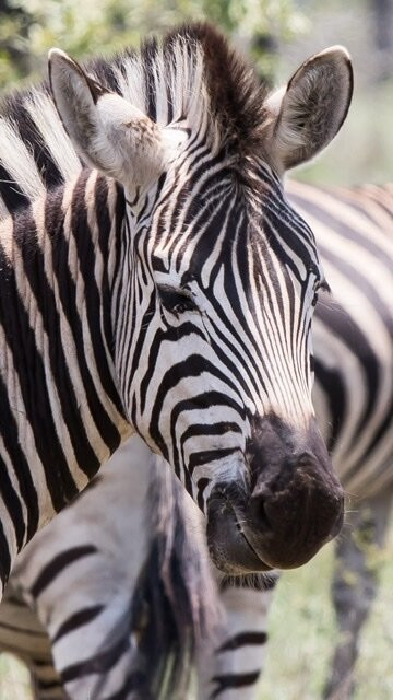 African Flame Safaris-霍德斯普鲁特必去景点