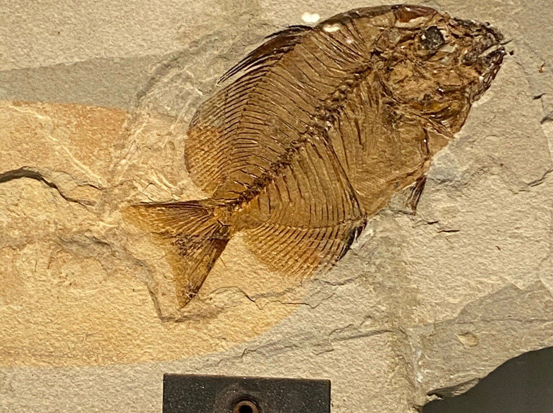 Museo dei Fossili di Bolca - Verona景点图片