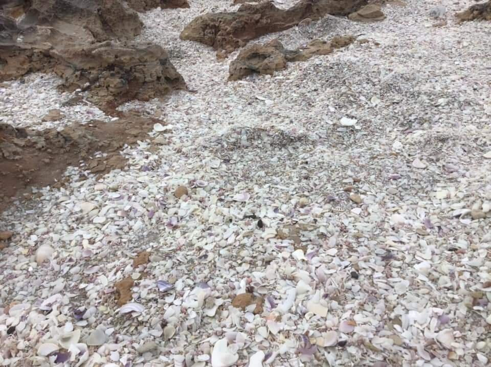 Shelly Beach-Cape Bridgewater必去景点