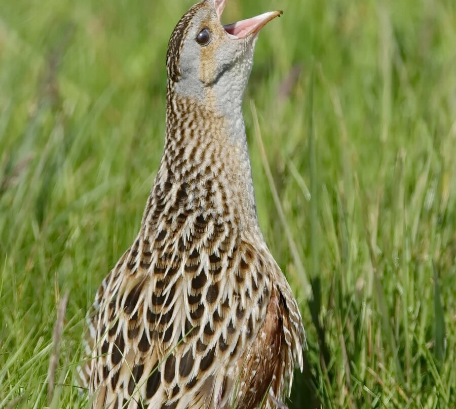RSPB Balranald-North Uist必去景点
