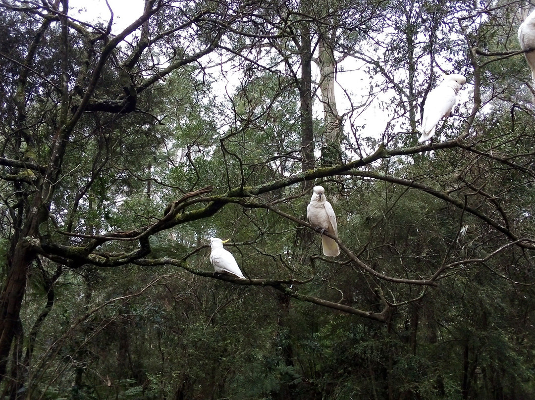 Wild Mindfulness Australia-戴尔斯福特必去景点