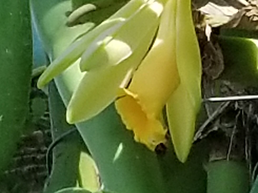 R.F. Orchids-霍姆斯特德必去景点