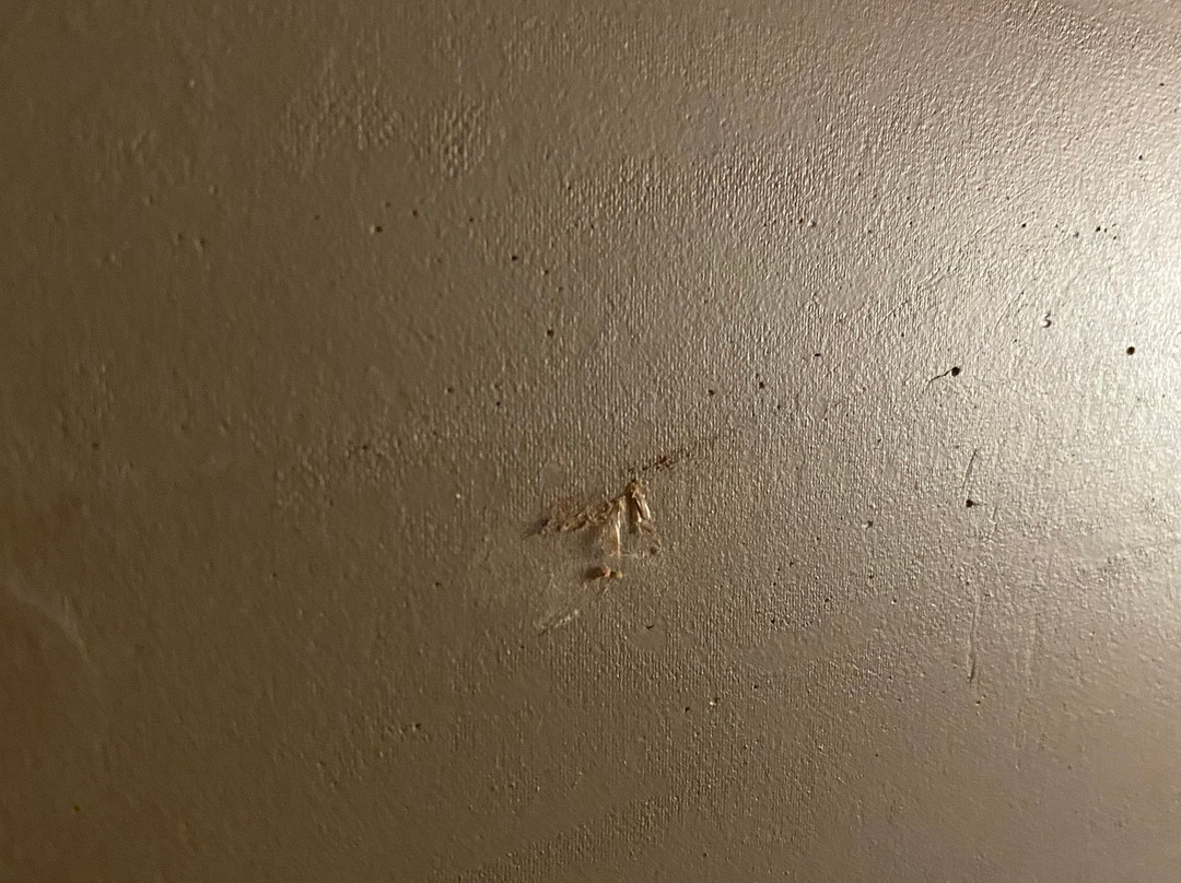 Super 8 by Wyndham Chatsworth/Dalton主图