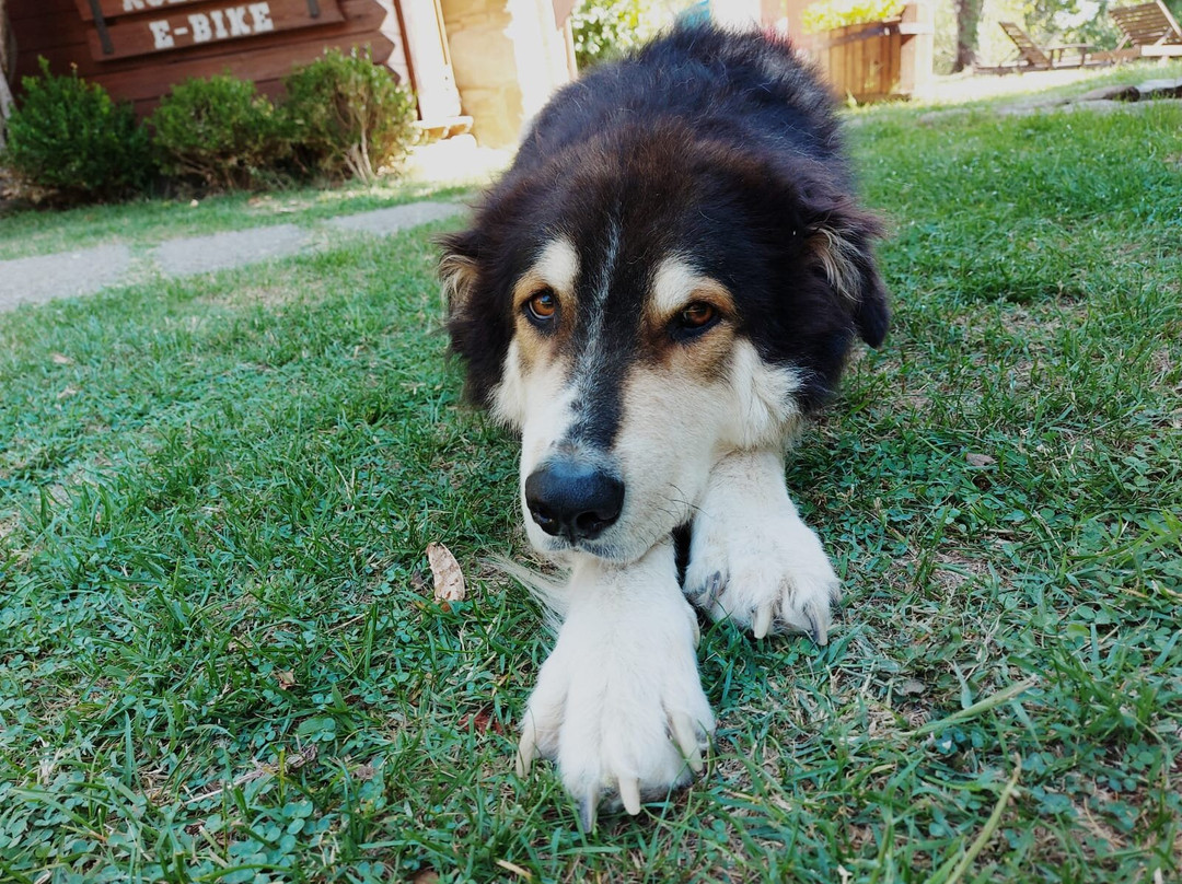 Agriturismo Torre Morgana主图